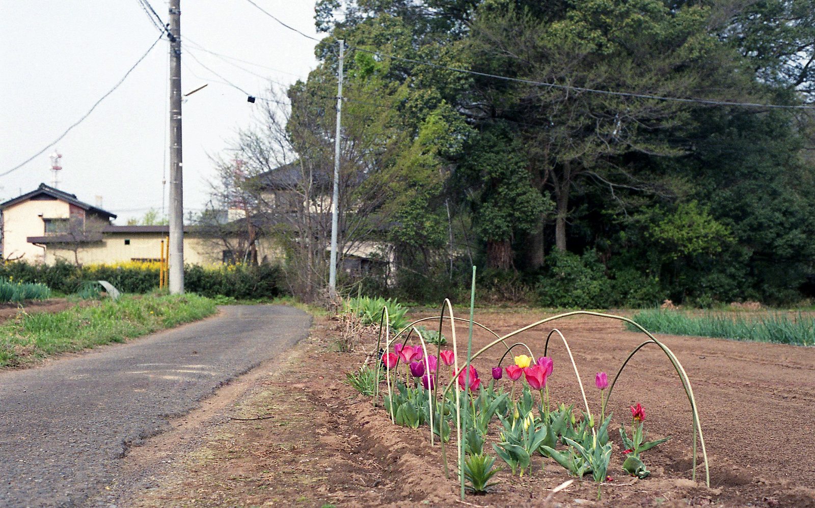 Tulips