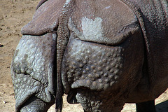 Va dire au rhino qu'il a le fion ravagé par une cellulite dévastratrice .