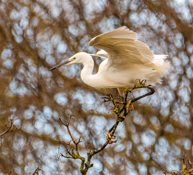 Little egret perched