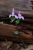 Triphora trianthophoros (Three-birds orchid)