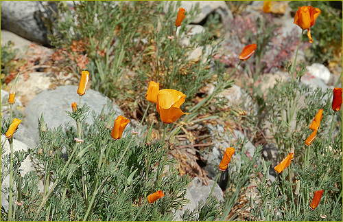 Poppies