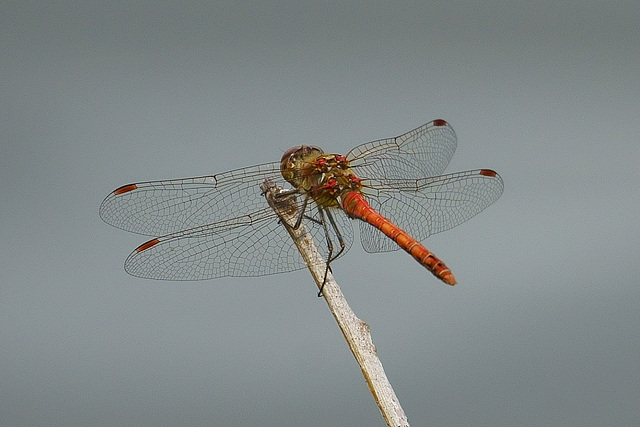 Libelle am Oderteich