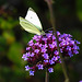 20220923 1751CPw [D~LIP] Argentinische Verbene (Verbena bonariensis), Kleiner KohlweißlingUWZ, Bad Salzuflen
