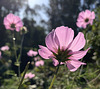 Autumn flowers, Heide