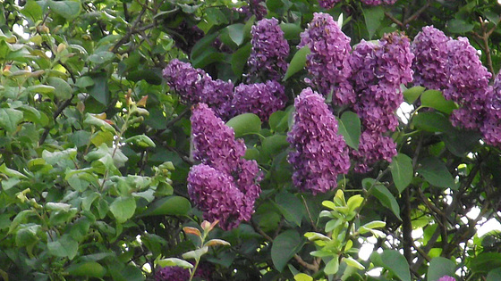 The deep purple lilac