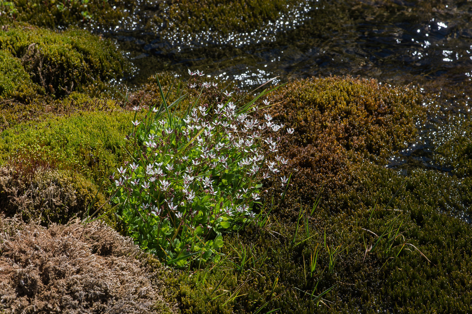 Saxifraga stellaris, Sternblütiger Steinbrech - 2015-06-26--D4 DSC3278