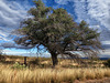 A Lone Oak