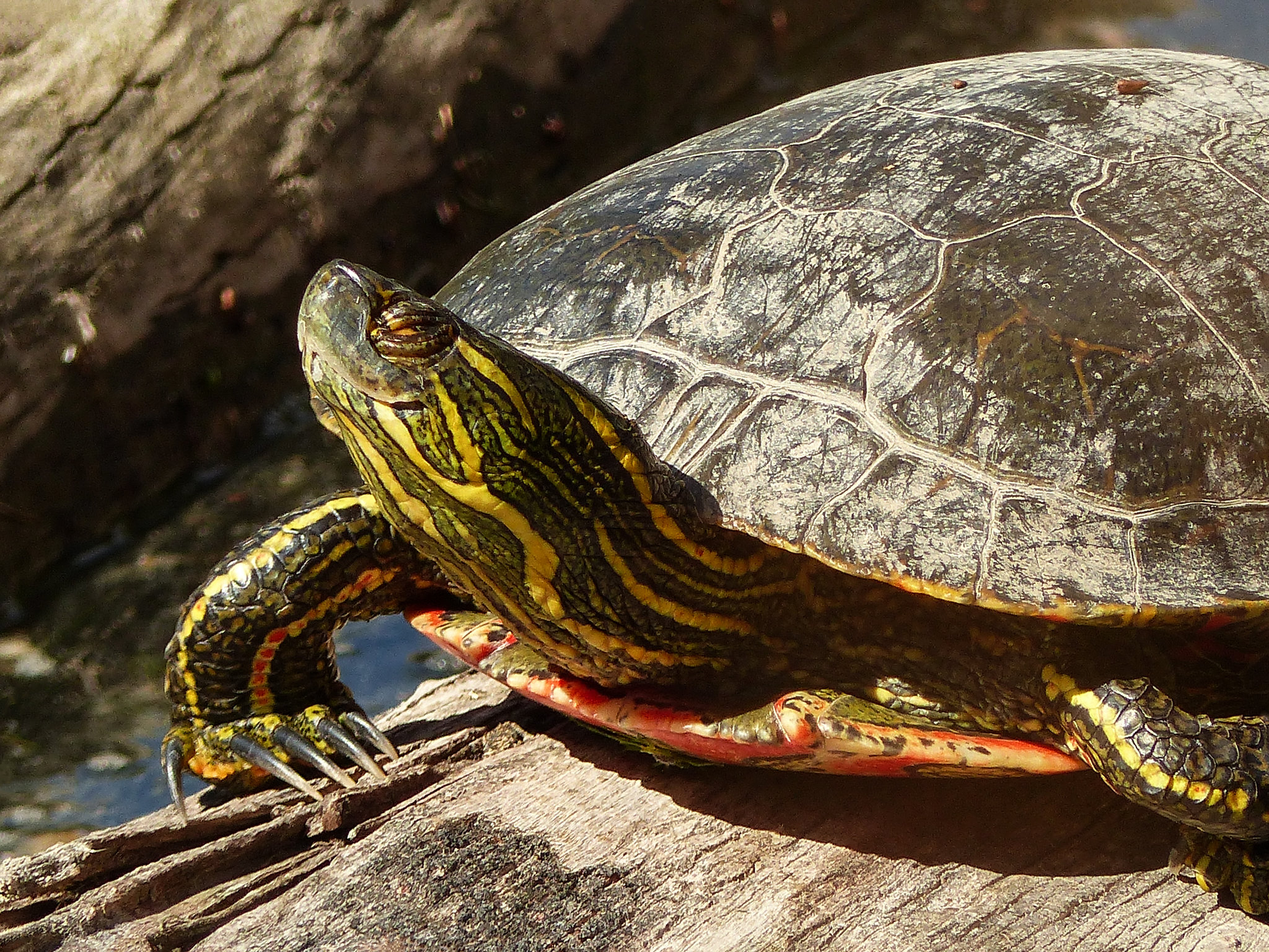 Painted Turtle basking in the sun