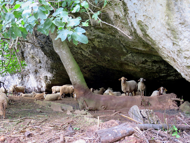 Barranc d'Algendar