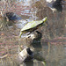 Well-balanced painted turtle