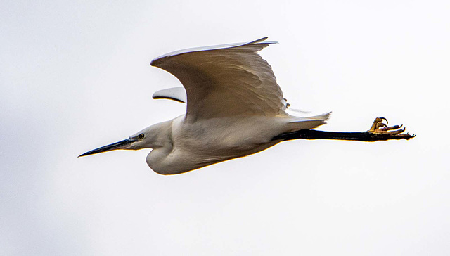 Litte egret in flight