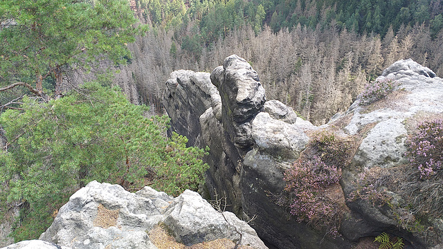 Aussicht Gehakter Weg