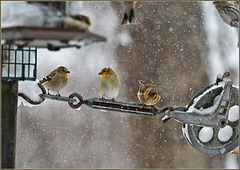 Goldfinches in the snow storm