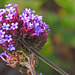 20220923 1752aCPa [D~LIP] Argentinische Verbene (Verbena bonariensis), UWZ, Bad Salzuflen