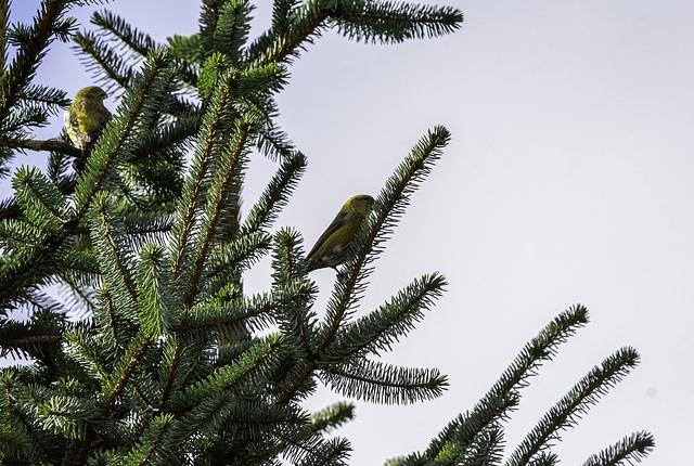 Two Crossbill females at Backwater reservoir