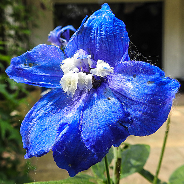 20230606 0688CPw [D~LIP] Rittersporn (Delphinium grandiflorum), Bad Salzuflen