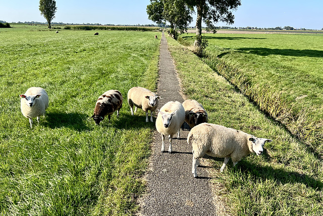 Gang of sheep blocking the path