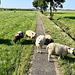 Gang of sheep blocking the path