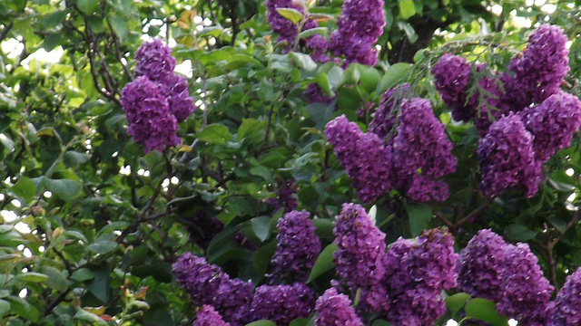 More deep purple lilac