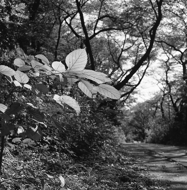 Trail in a park