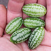 Cucamelons