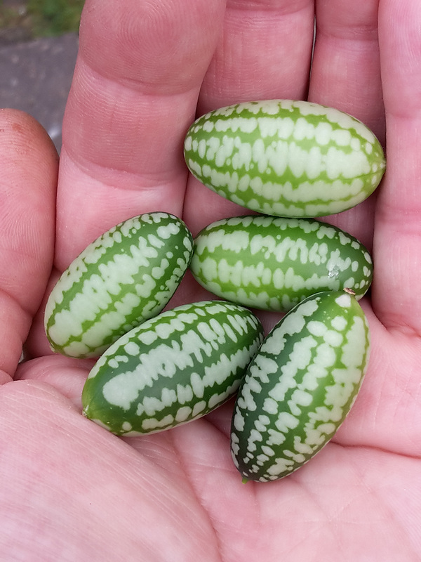 Cucamelons