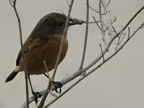 Linotte Mélodieuse