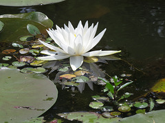 Water lily