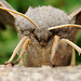 Poplar Hawk Moth Portrait