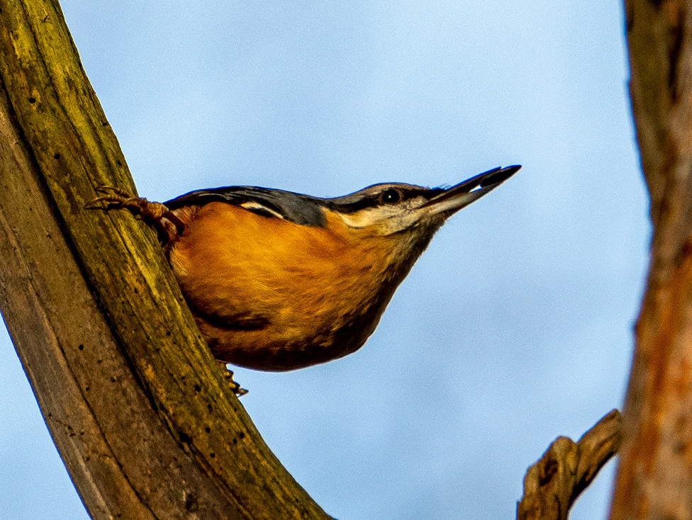 Nuthatch