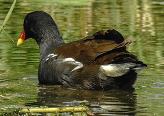 20180628 4123CPw [D~MS] Teichhuhn, Rieselfelder Münster