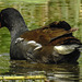 20180628 4123CPw [D~MS] Teichhuhn, Rieselfelder Münster