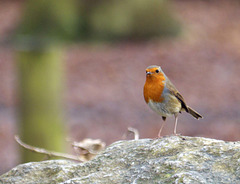 Rocky robin