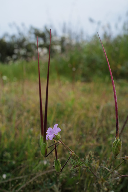 Erodium botrys, Geraniaceae