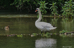 ¨Schwan