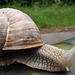 DSC02795 Escargot de Compiègne