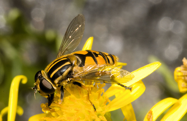 IMG 2868 Hoverflyv2