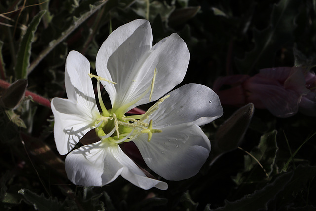 Mountain Primrose