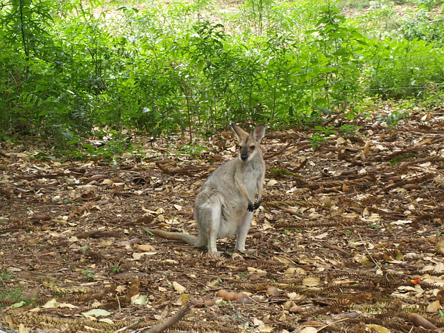 Bunyas 1220 293062.JPG crop