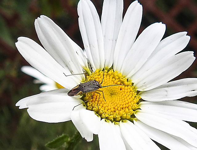 20230606 0689CPw [D~LIP] Weichwanze [m] (Closterotomus trivialis), Margerite, Bad Salzuflen