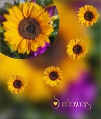 Kleine Sonnen ☀️