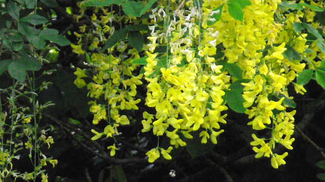 The laburnum looks so sunny