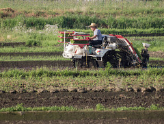 Transplanting rice seedlings