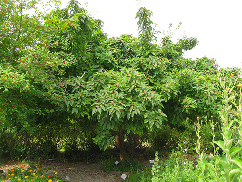 Garten-Baum-Laube