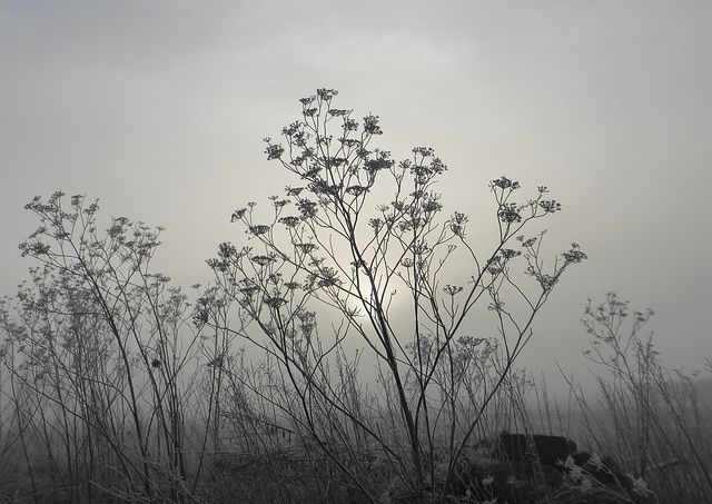 A cold and frosty morning