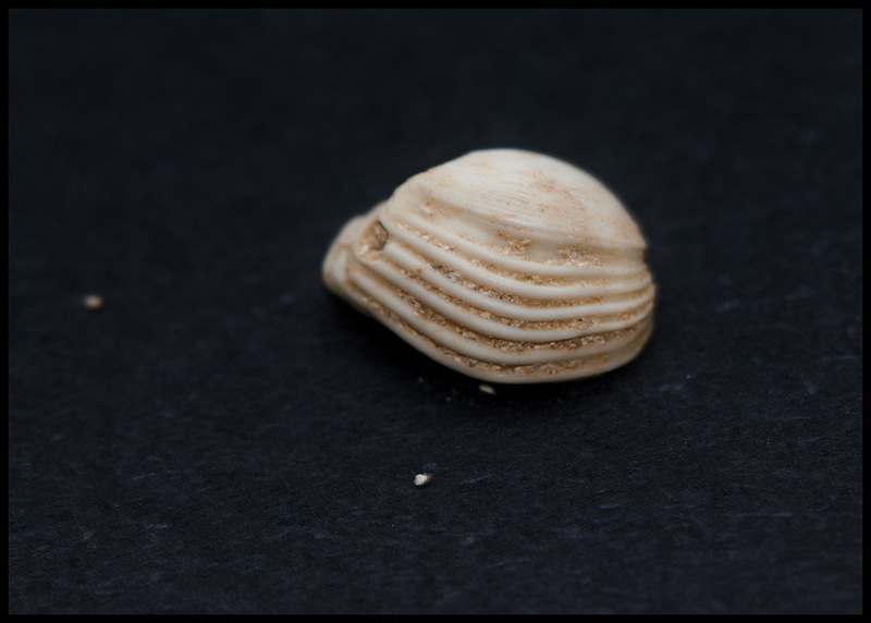 Corbula (2)