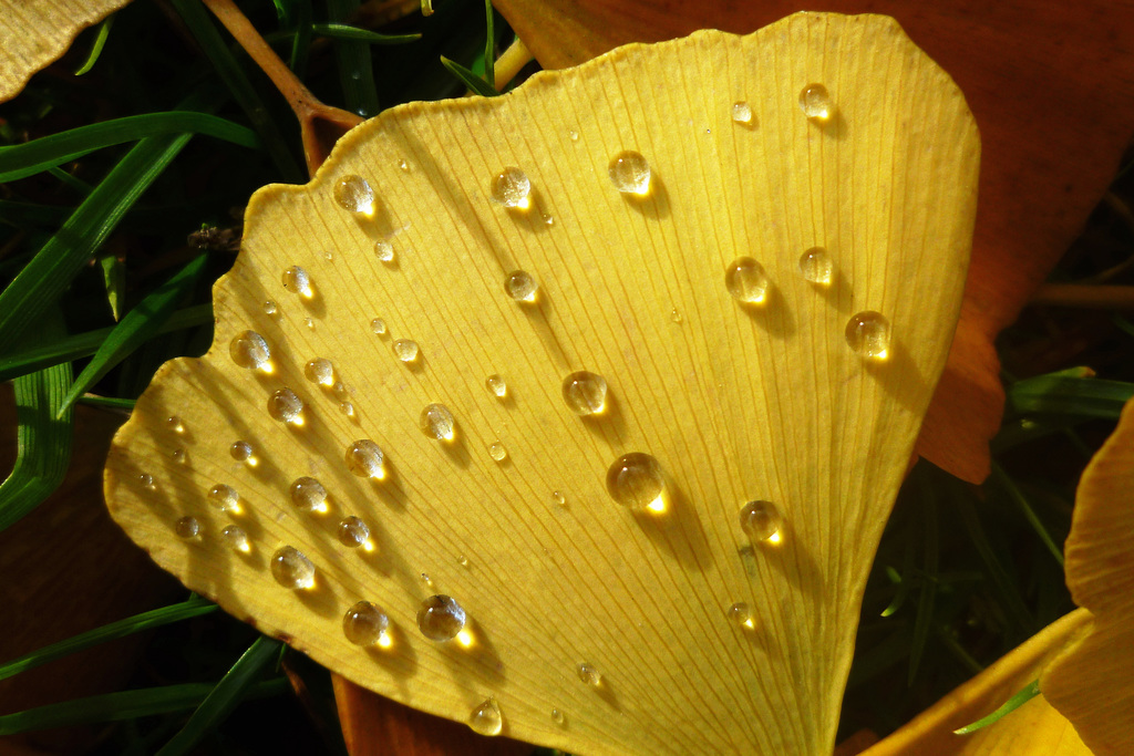 Bijoux naturels