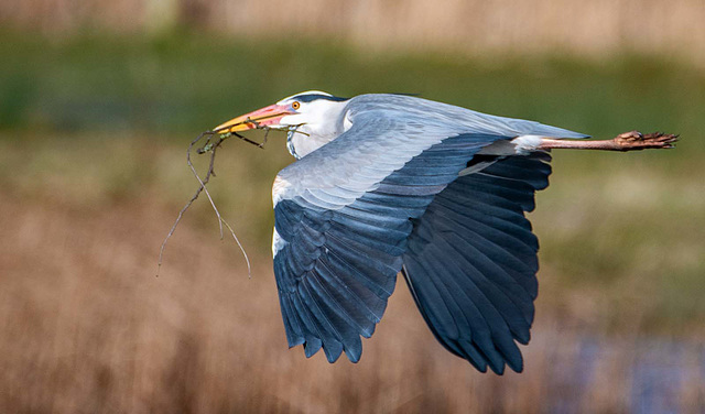 Heron with nesting material