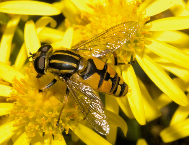 IMG 2871 Hoverflyv2