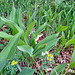 Maiglöckchen (Convallaria majalis)